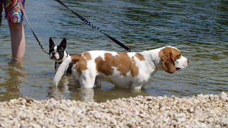 Zadar: Medjunarodna izlozba pasa CACIB 1. svibnja 2010.