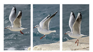Zadarski let galebova (foto:Saša Čuka)