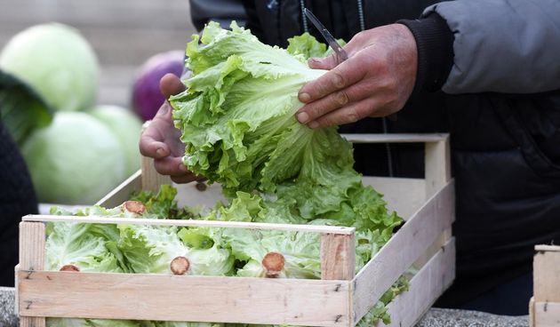 zelena salata povrće