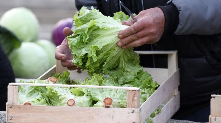 zelena salata povrće zelena salata povrće