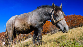 Đir do Zavižana, sjeverni Velebit, foto: Leo Banić