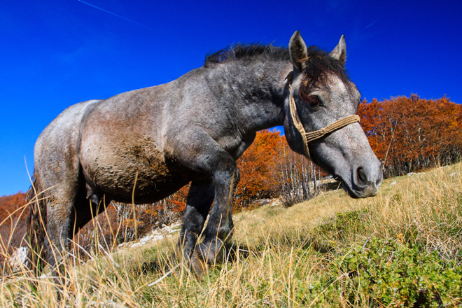 Đir do Zavižana, sjeverni Velebit, foto: Leo Banić