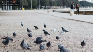 Đir po gradu, petak 24. studenog 2017. – Dan Grada Zadra