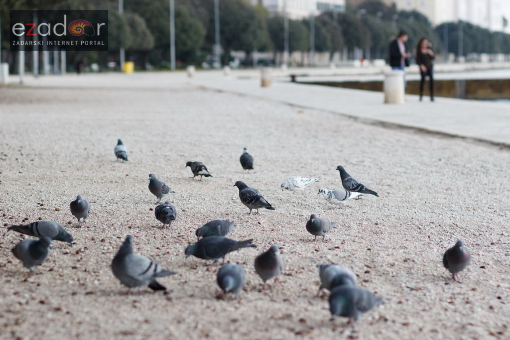 Đir po gradu, petak 24. studenog 2017. – Dan Grada Zadra