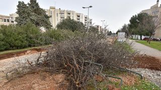 Na Bulevaru posječena stabla lipe stara 40 godina