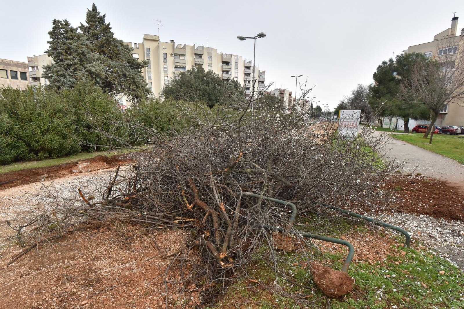 Na Bulevaru posječena stabla lipe stara 40 godina