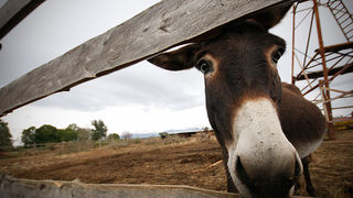 Farma “Dar-mar” (foto:Saša Čuka)