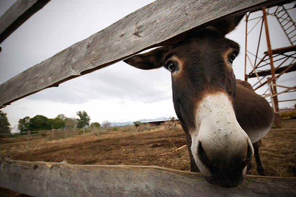 Farma “Dar-mar” (foto:Saša Čuka)