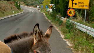 Image 1190425 (auto)