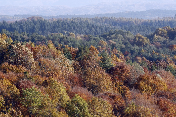 Varazdin, 301010.
Na podrucju brdovitog dijela opcine Vinice, koja je udaljena petnaest-ak kilometara od Varazdina ovih dana se moze vidjeti predivan spektar boja koje su nam dostupne samo nekoliko dana u godini.
Naime, pocetak opadanja lisca s drveca i p Varazdin, 301010.
Na podrucju brdovitog dijela opcine Vinice, koja je udaljena petnaest-ak kilometara od Varazdina ovih dana se moze vidjeti predivan spektar boja koje su nam dostupne samo nekoliko dana u godini.
Naime, pocetak opadanja lisca s drveca i p