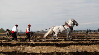 Jankolovica, Biograd, 150912. 
U Jankolovici kraj Biograda odrzan je drugi dan 59. Svjetskog prvenstva u oranju. Ovo natjecanje u oranju odrzava se od 1953. godine, a Hrvatska se ukljucila 2005. godine.
Na fotografiji: detalj s manifestacije. 
Foto: Jure
