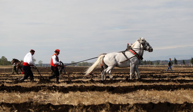 Jankolovica, Biograd, 150912. 
U Jankolovici kraj Biograda odrzan je drugi dan 59. Svjetskog prvenstva u oranju. Ovo natjecanje u oranju odrzava se od 1953. godine, a Hrvatska se ukljucila 2005. godine.
Na fotografiji: detalj s manifestacije. 
Foto: Jure