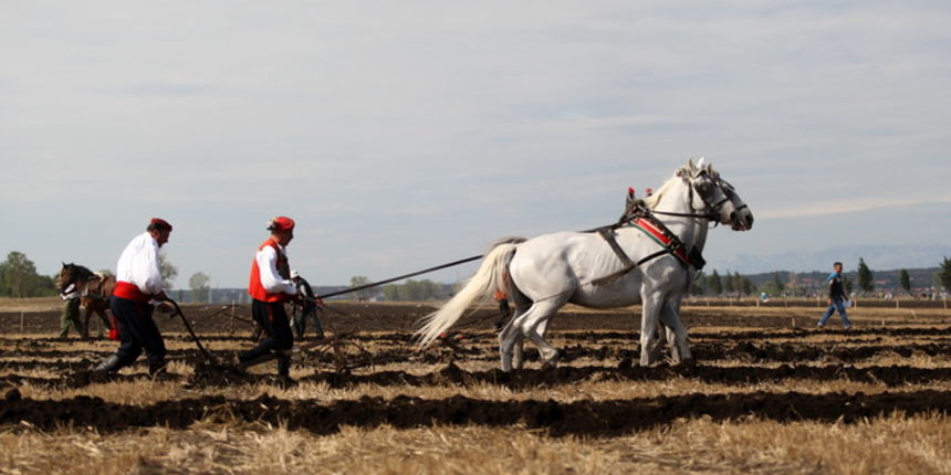 Jankolovica, Biograd, 150912.
U Jankolovici kraj Biograda odrzan je drugi dan 59. Svjetskog prvenstva u oranju. Ovo natjecanje u oranju odrzava se od 1953. godine, a Hrvatska se ukljucila 2005. godine.
Na fotografiji: detalj s manifestacije.
Foto: Jure Jankolovica, Biograd, 150912.
U Jankolovici kraj Biograda odrzan je drugi dan 59. Svjetskog prvenstva u oranju. Ovo natjecanje u oranju odrzava se od 1953. godine, a Hrvatska se ukljucila 2005. godine.
Na fotografiji: detalj s manifestacije.
Foto: Jure