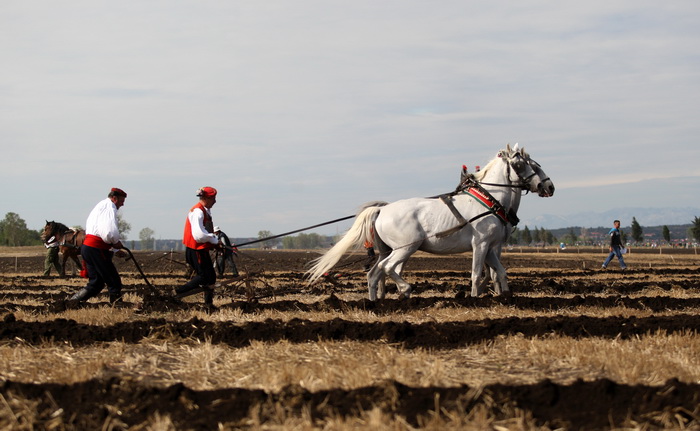 Jankolovica, Biograd, 150912. 
U Jankolovici kraj Biograda odrzan je drugi dan 59. Svjetskog prvenstva u oranju. Ovo natjecanje u oranju odrzava se od 1953. godine, a Hrvatska se ukljucila 2005. godine.
Na fotografiji: detalj s manifestacije. 
Foto: Jure