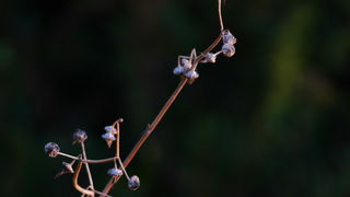 Iške crtice u objektivu Leonarda Kvarantana