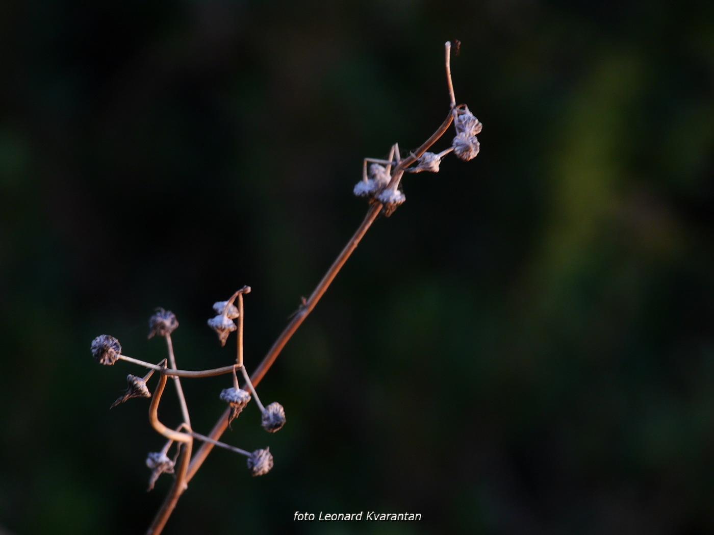 Iške crtice u objektivu Leonarda Kvarantana