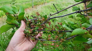 Mraz u Galovcu nanio ogromnu štetu poljoprivrednim kulturama a pogotovo voćkama i vinogradima. Foto: Silvio Marcus Milanko