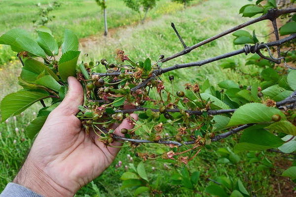 Mraz u Galovcu nanio ogromnu štetu poljoprivrednim kulturama a pogotovo voćkama i vinogradima. Foto: Silvio Marcus Milanko