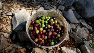 Pag, Lun, 221012.
Berba maslina u lunskom masliniku koji se nalazi kod mjesta Lun na otoku Pagu. Omedjen je suhozidima, prostire se na 400 hektara i sadrzi oko 80.000 stabala maslina. Najveci je maslinik u Hrvatskoj. U Lunskom masliniku rastu brojne jedin Pag, Lun, 221012.
Berba maslina u lunskom masliniku koji se nalazi kod mjesta Lun na otoku Pagu. Omedjen je suhozidima, prostire se na 400 hektara i sadrzi oko 80.000 stabala maslina. Najveci je maslinik u Hrvatskoj. U Lunskom masliniku rastu brojne jedin