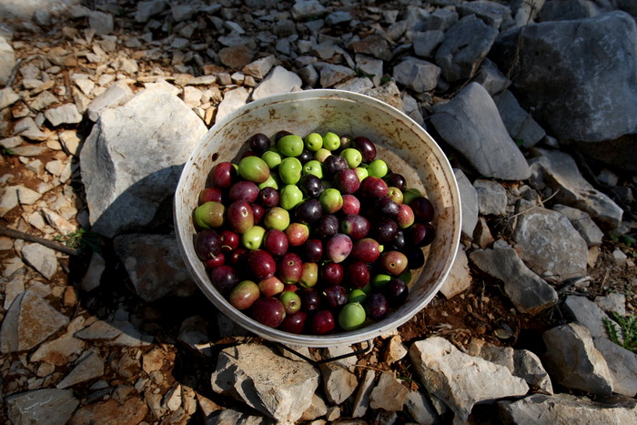 Pag, Lun, 221012.
Berba maslina u lunskom masliniku koji se nalazi kod mjesta Lun na otoku Pagu. Omedjen je suhozidima, prostire se na 400 hektara i sadrzi oko 80.000 stabala maslina. Najveci je maslinik u Hrvatskoj. U Lunskom masliniku rastu brojne jedin Pag, Lun, 221012.
Berba maslina u lunskom masliniku koji se nalazi kod mjesta Lun na otoku Pagu. Omedjen je suhozidima, prostire se na 400 hektara i sadrzi oko 80.000 stabala maslina. Najveci je maslinik u Hrvatskoj. U Lunskom masliniku rastu brojne jedin