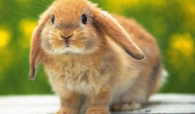 Zec, foto: zdrav-blog.blogspot.com