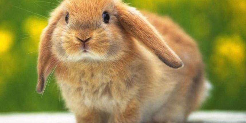 Zec, foto: zdrav-blog.blogspot.com Zec, foto: zdrav-blog.blogspot.com