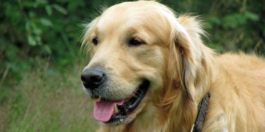 Zlatni retriver, pas Zlatni retriver, pas