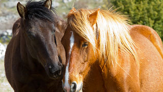 Divlji konji na Velebitu, foto: Leo Banić