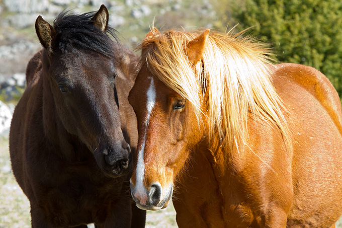 Divlji konji na Velebitu, foto: Leo Banić