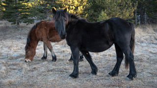 Od Velikog Rujna, preko Rujanske kose do Višerujna…