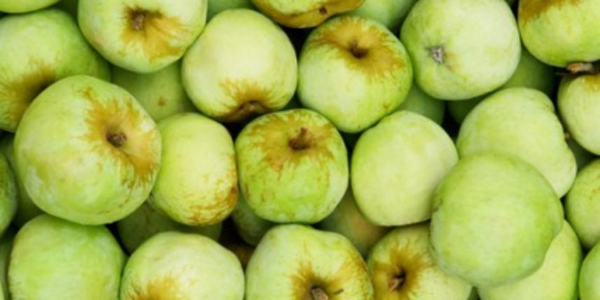 “Ekstra zdrave” jabuke kao nov odgovor na svjetske bolesti (Metro-portal.hr) “Ekstra zdrave” jabuke kao nov odgovor na svjetske bolesti (Metro-portal.hr)