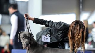 Izložba pasa na Zagrebačkom velesajmu Izložba pasa na Zagrebačkom velesajmu