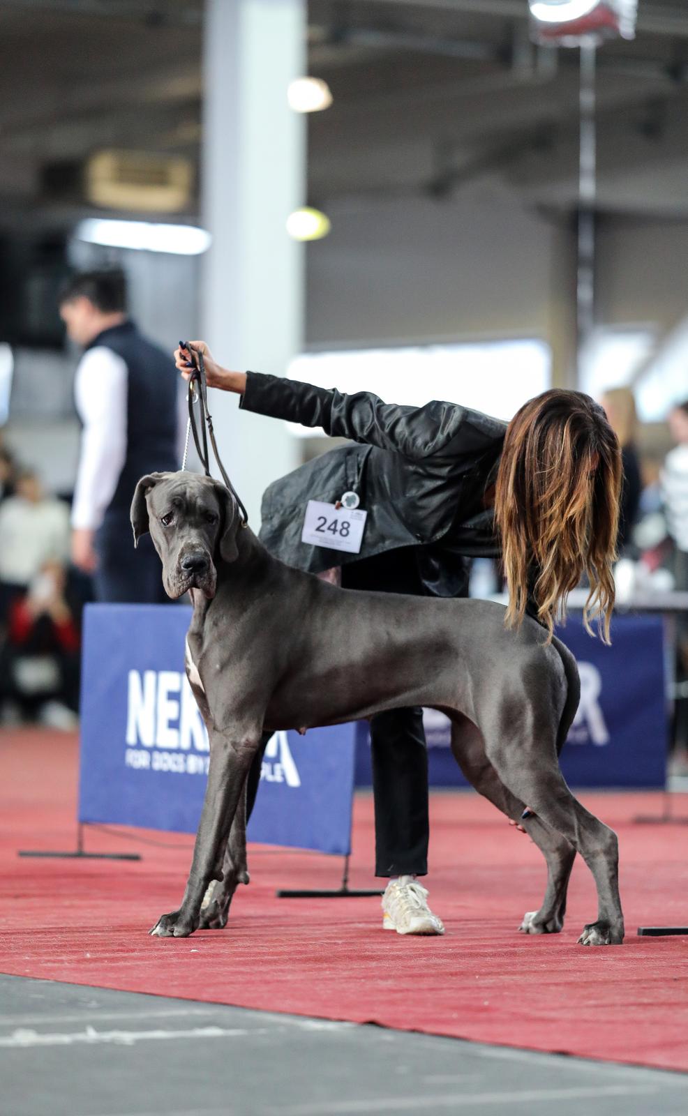 Izložba pasa na Zagrebačkom velesajmu Izložba pasa na Zagrebačkom velesajmu