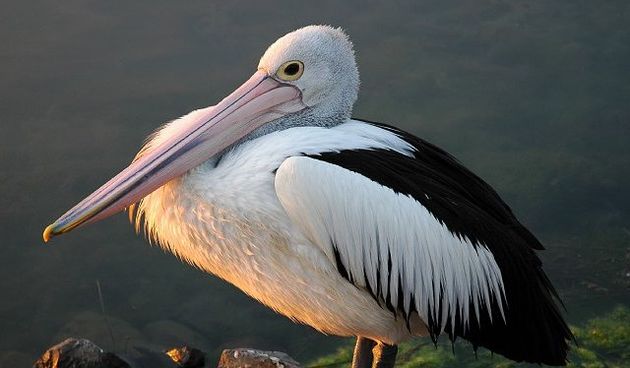 Pelikan, foto: lensviews.eu