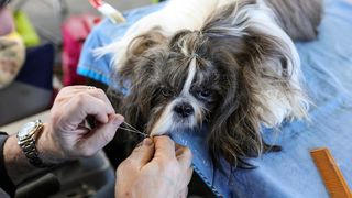 Izložba pasa na Zagrebačkom velesajmu Izložba pasa na Zagrebačkom velesajmu