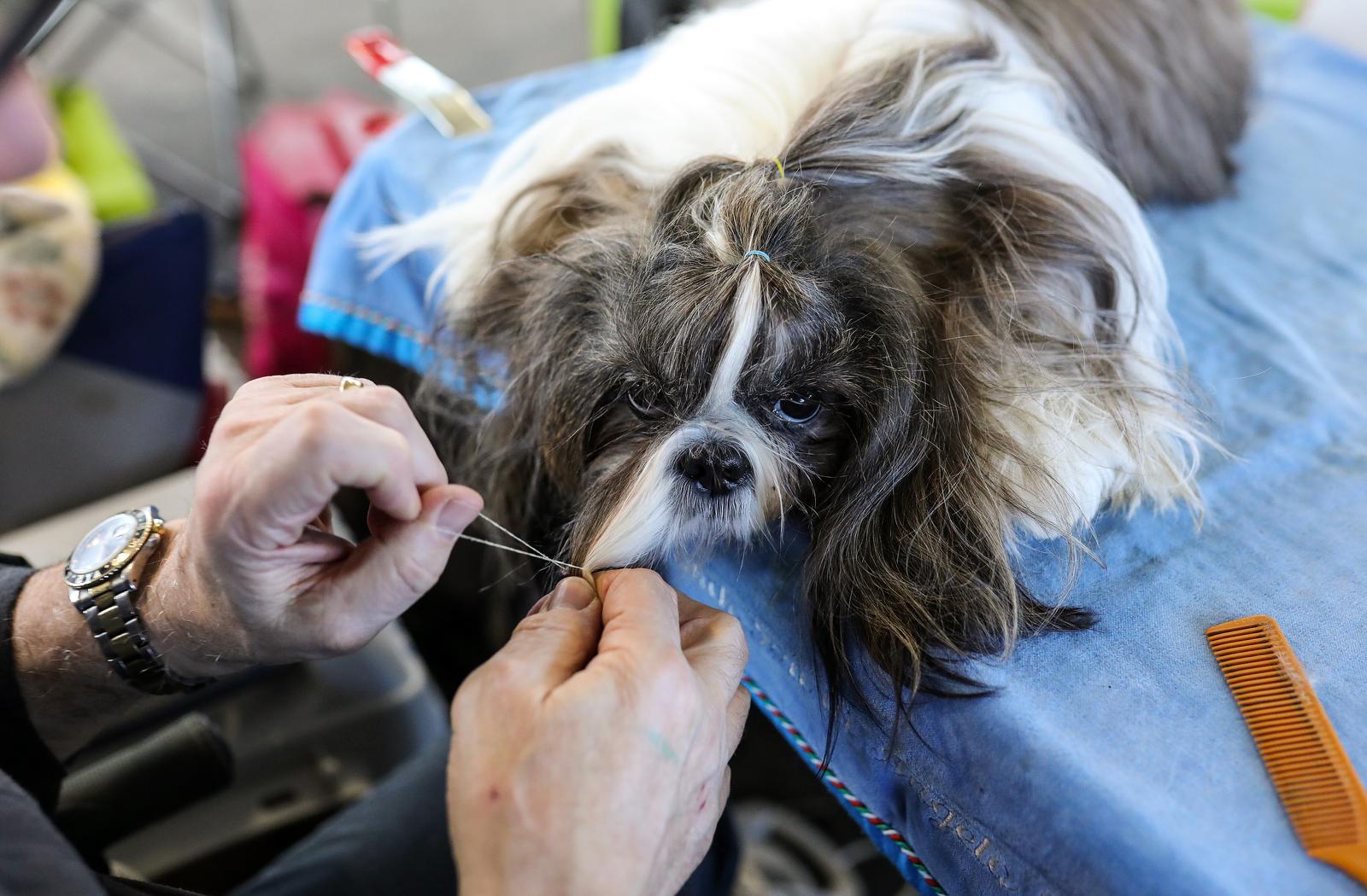 Izložba pasa na Zagrebačkom velesajmu Izložba pasa na Zagrebačkom velesajmu