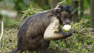 Zagreb, 080412.
U Zooloskom vrtu grada Zagreba neke od zivotinja tradicionalno su bile pocascene uskrsnim jajima. U sarenim pisanicama uzivali su lemuri, smedji kapucini, nosati rakuni, grivasti vukovi i ogrlicaste pekarije.
Na fotografiji: Smedji kapucin Zagreb, 080412.
U Zooloskom vrtu grada Zagreba neke od zivotinja tradicionalno su bile pocascene uskrsnim jajima. U sarenim pisanicama uzivali su lemuri, smedji kapucini, nosati rakuni, grivasti vukovi i ogrlicaste pekarije.
Na fotografiji: Smedji kapucin