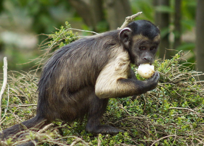 Zagreb, 080412.
U Zooloskom vrtu grada Zagreba neke od zivotinja tradicionalno su bile pocascene uskrsnim jajima. U sarenim pisanicama uzivali su lemuri, smedji kapucini, nosati rakuni, grivasti vukovi i ogrlicaste pekarije.
Na fotografiji: Smedji kapucin Zagreb, 080412.
U Zooloskom vrtu grada Zagreba neke od zivotinja tradicionalno su bile pocascene uskrsnim jajima. U sarenim pisanicama uzivali su lemuri, smedji kapucini, nosati rakuni, grivasti vukovi i ogrlicaste pekarije.
Na fotografiji: Smedji kapucin