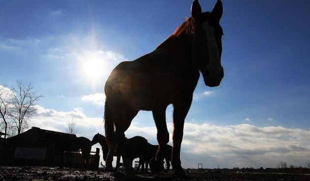 Cakovec – Stado konja uziva u zimskom suncu. Photo: Vjeran Zganec Rogulja/PIXSELL, konji, energija, sunce