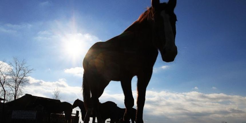 Cakovec – Stado konja uziva u zimskom suncu. Photo: Vjeran Zganec Rogulja/PIXSELL, konji, energija, sunce