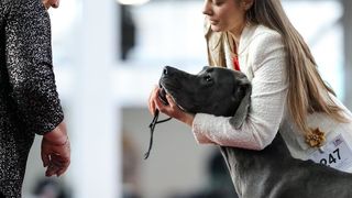 Izložba pasa na Zagrebačkom velesajmu Izložba pasa na Zagrebačkom velesajmu