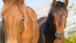 Velebitski divlji konji, Foto: Leo Banić