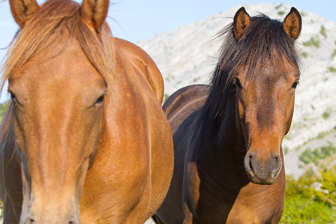 Velebitski divlji konji, Foto: Leo Banić