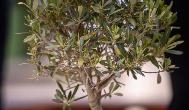 Dani masline 2021: Dodjela medalja najboljim maslinarima