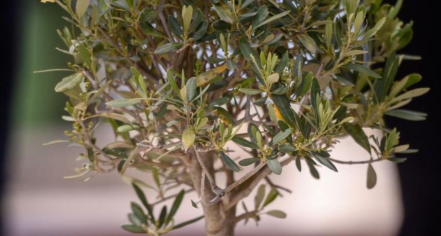 Dani masline 2021: Dodjela medalja najboljim maslinarima