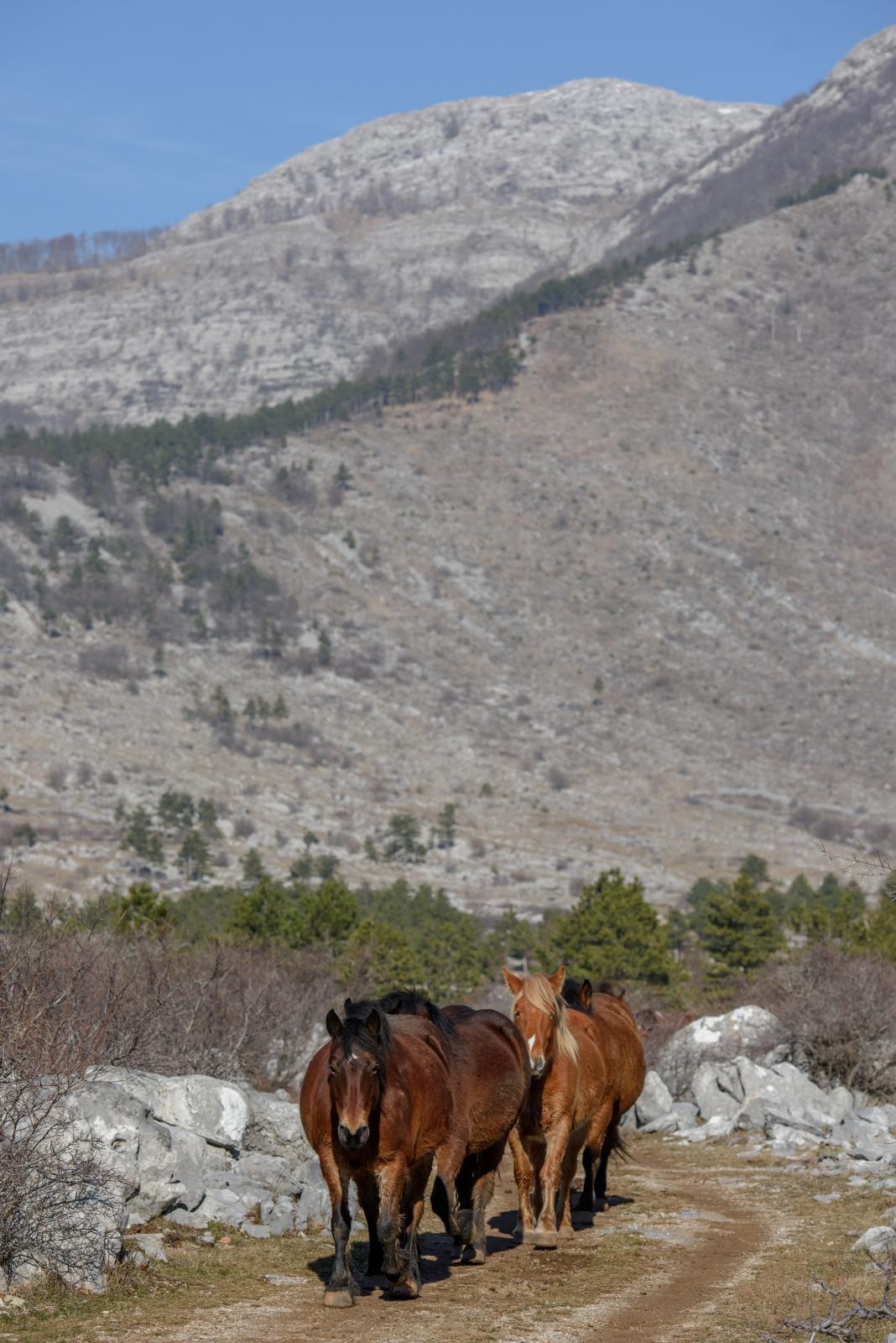 Veliko Rujno: Drago Krapić vlasnik je pedesetak konja koji obitavaju na velebitskim pašnjacima