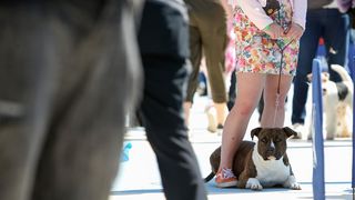 Međunarodna izložba pasa CACIB 2023