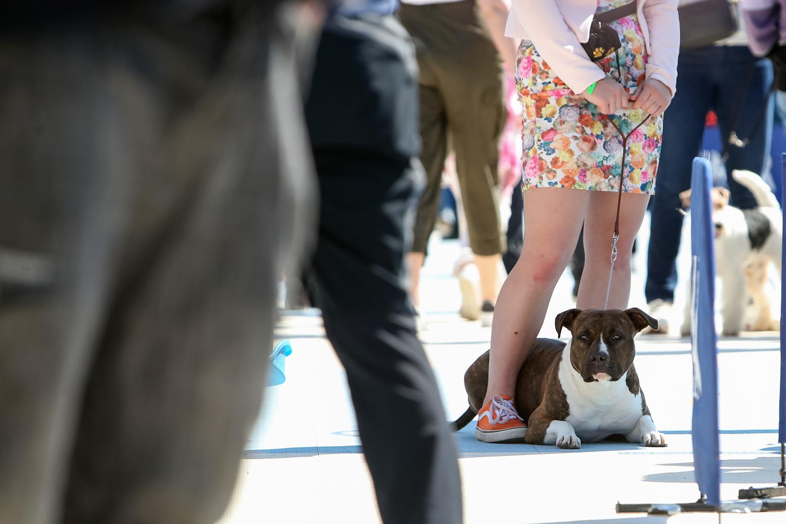 Međunarodna izložba pasa CACIB 2023