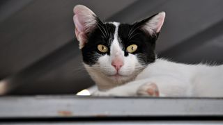 Mačja špica na zadarskoj pijaci