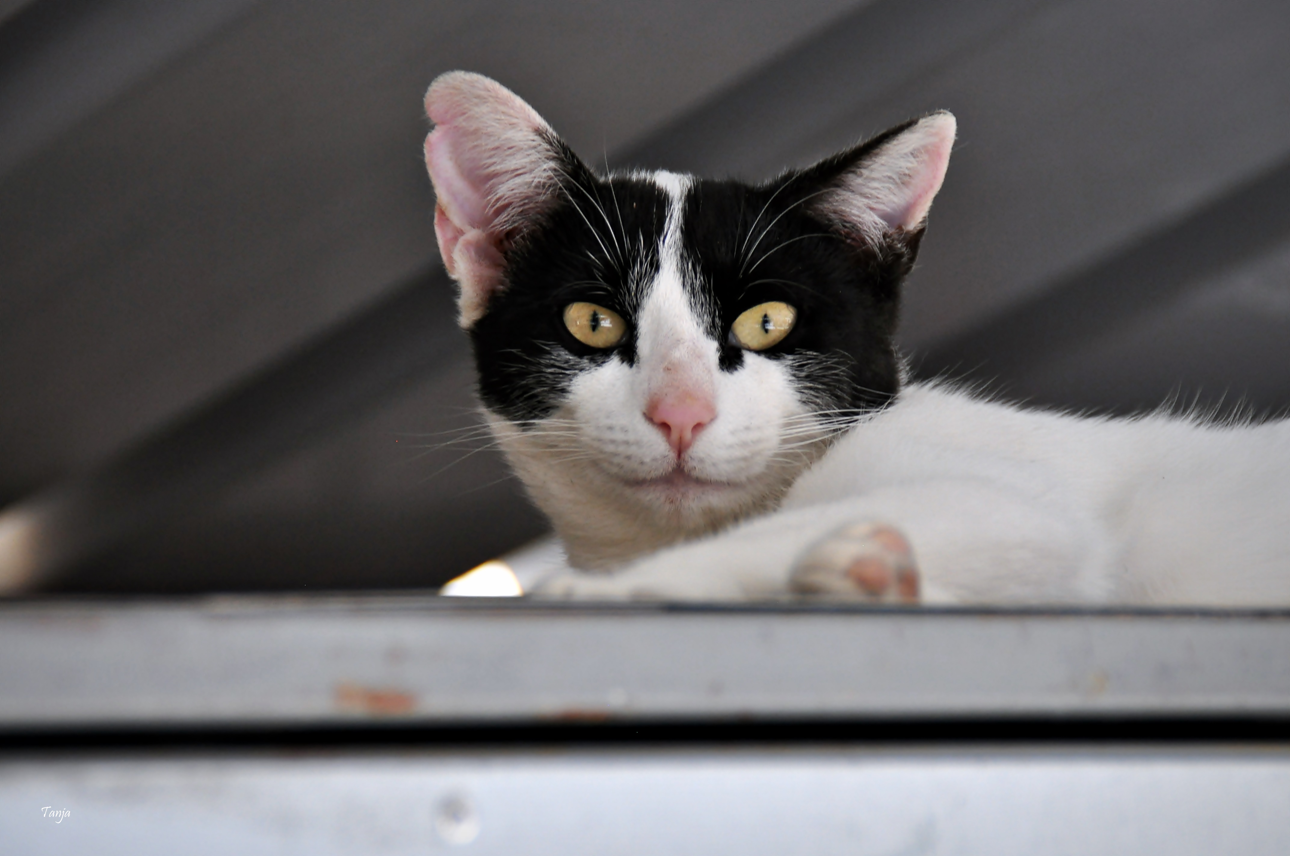 Mačja špica na zadarskoj pijaci